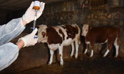 Şap Hastalığı Bulaşıcı mı? Hayvandan İnsana Bulaşır mı?
