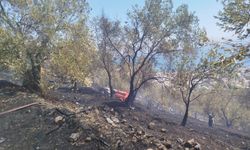 Edremit’te Alevler Söndürüldü! Zeytinlik Yangınında Kritik Müdahale