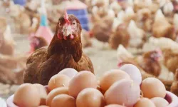 Yumurtanın Raf Ömrü Değişti! Yeni Uygulama Nasıl Olacak?