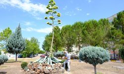 20 Yıllık Bekleyiş Sonuç Verdi! Balıkesir Üniversitesi’ndeki Agave Bitkisi İlk Kez Çiçek Açtı