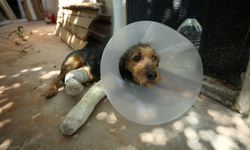 Balıkesir’de Depremde Yaralanan Köpek “Ateş”e 3 Saatlik Yoğun Müdahale