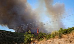 Bursa Yenişehir’de Orman Yangını!