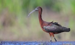 Manyas Kuş Cenneti’nin Parlayan Güzeli: Çeltikçi (Plegadis falcinellus)