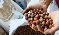 2025 Fındık Alım Fiyatları Belli Oldu! Güncel Fındık Alım Fiyatları Ne Kadar?