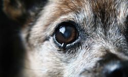 Prof. Dr. Göksen Ayalp'ten Kedi ve Köpeklerde Göz Sağlığına Bilimsel Katkı