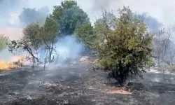 Malatya'da Orman Yangını Paniği! Ahırlar Tahliye Edildi! Müdahale Devam Ediyor!