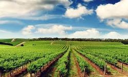 Tarım Sigortalarında Yeni Dönem: Üreticiyi Neler Bekliyor?