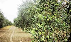 Balıkesir Koca Seyit Havalimanı’ndaki 1248 Zeytin Ağacı İhaleye Çıkıyor