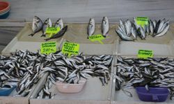 Sezon Açıldı: Balık Tezgahları Canlandı