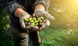 Zeytinde “Yok Yılı”na Rağmen Güçlü Rekolte! UZZK'dan 2 Milyon 450 Bin Ton Zeytin Beklentisi