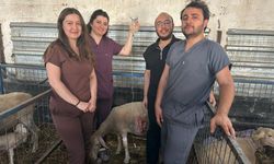 Balıkesir Üniversitesinde Koyunlarda Sezaryenle Canlı Doğum Oranı Artıyor