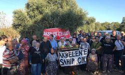 Akbelen’de Zeytin Kıyımı Başladı! Giriş Çıkışlar Tutuldu, Gözaltılar Var!