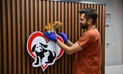 Balıkesir'de 1158 Can Dost Yeni Yuva Buldu