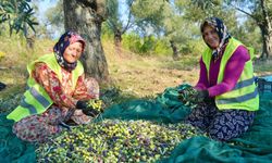Burhaniye Belediyesi zeytin hasadına başladı