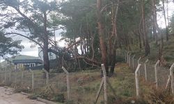 Havran'da Şiddetli Rüzgar! Ağaçlar Devirdi, İşletmeler Yıkıldı!