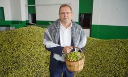 Zeytinin ve barışın başkentinde Hasat Festivali başlıyor