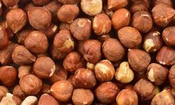 Milyonlarca Üreticinin Gözü Kulağı TMO'da! 2026 Fındık Taban Fiyatları Ne Zaman Açıklanacak?