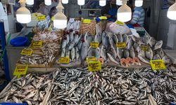 Balıkesir’de Balık Tezgahları Şenlendi: Fiyatlar Sabit, Çeşit Bol!