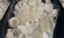 Aslan Yelesi ve Reishi Mantarları Balıkesir’de Hasat Edildi