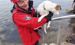 Burhaniye’de Sahilde Kayalıklara Sıkışan Köpeği İtfaiye Ekipleri Kurtardı