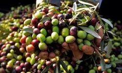 Ayvalık'ta Zeytin ve Turizm Buluşması: 20. Ayvalık Zeytin, Hasat ve Turizm Festivali Başlıyor!