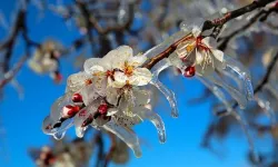 Zirai Dondan Etkilenen Üreticilere 6,5 Milyar Liralık Yeni Destek Müjdesi