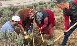 Bigadiç Belediyesi’nden Lavanta Bakımı ve Yıkım Çalışmaları