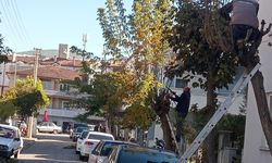 Bigadiç’te Ağaç Budama Çalışmalarıyla Kent Estetiği Korunuyor