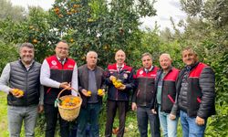 Balıkesir’de Coğrafi İşaretli Havran Mandalinasında Hasat Başladı