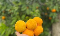 Havran Mandalinasında Hasat Zamanı! Coğrafi İşaretli Lezzette Bereketli Sezon Başladı