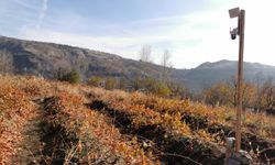 Bozayılar üzüm bağlarına dadandı! Tescilli üzümleri işte böyle yediler