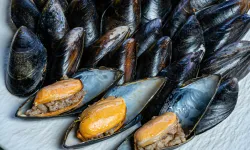 Midye tüketiminde kırmızı alarm!