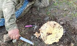 Dursunbey’de 1 Kilo 300 Gramlık Dev Melki Bulundu!