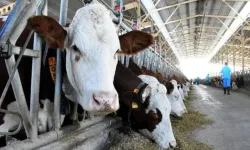 Hayvancılık Desteklerinde Yeni Dönem: Ödemeler Artık Üç Aşamada Yapılacak!