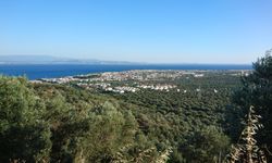 Edremit Zeytinyağına Kaz Dağı rüzgarının etkisi