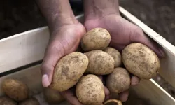 Ticaret Bakanlığı’ndan Patates Fiyatı Açıklaması: 25 Lira İddialarına Açıklama Geldi!