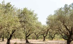 ÖLÜMSÜZ AĞACIN HİKÂYESİ: DÜNYA ZEYTİN AĞACI GÜNÜ VE KUTSAL ZEYTİNİN SERÜVENİ