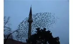 Sığırcıkların gökyüzü dansı! Bir de şehri kirletmeseler...