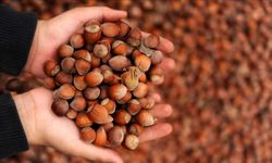 Nutella Krizi! Ferrero, Türkiye’den Fındık Alımını Durdurdu!