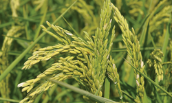 Çeltik tarlalarında sessizlik...