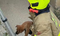 Balıkesir Erdek’te Yürekleri Isıtan Kurtarma! Kanala Düşen Köpek Yavruları Kurtarıldı!
