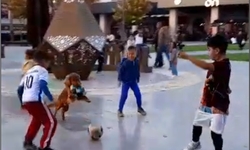 Balıkesir’de yazdan kalma günlerde neşeli anlar: Akıllı köpek çocukların oyun arkadaşı oldu