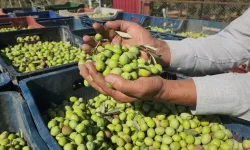 Marmarabirlik 2025/2026 Zeytin Alım Fiyatlarını Açıkladı: Sofralıkta 160 TL, Yağlıkta 53 TL