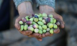 Bilim zeytine pestisit kullanmayın diyor