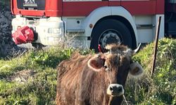 Kuyuya düşen inek iş makinasıyla kurtarıldı