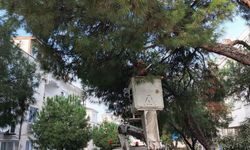 Ayvalık’ta Sonbahar Temizliği Aralıksız Sürüyor