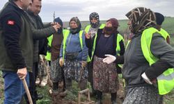Balıkesir’de Yangınla Zarar Gören Ormanlar Yeniden Yeşeriyor