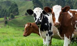 Hastalıktan Ari İşletme Nedir? Üreticiye Sağladığı Destekler Açıklandı