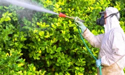 Tarladan sofraya takip: B-Reçete ile pestisite sıkı kontrol