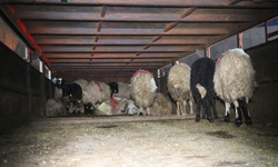 Akılalmaz yöntem! Küçükbaş hayvanların karınlarına uyuşturucu gizlemişler!